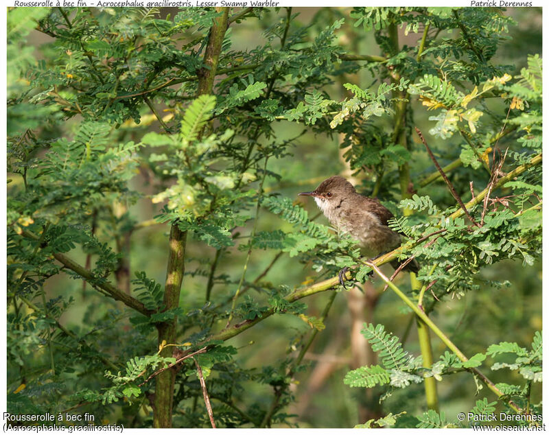 Lesser Swamp Warbler, identification