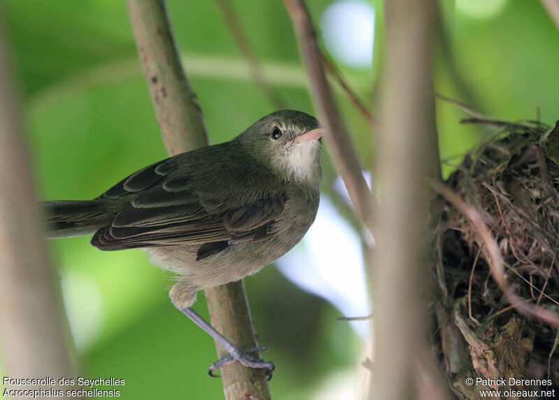 Seychelles Warbleradult breeding, identification, Reproduction-nesting