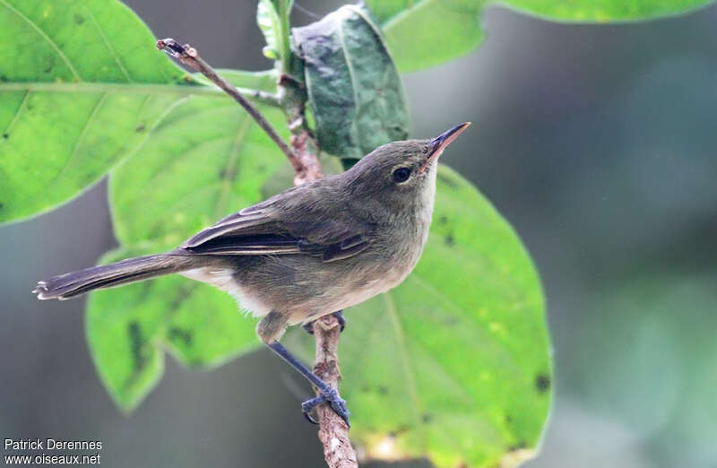 Rousserolle des Seychellesadulte nuptial, identification