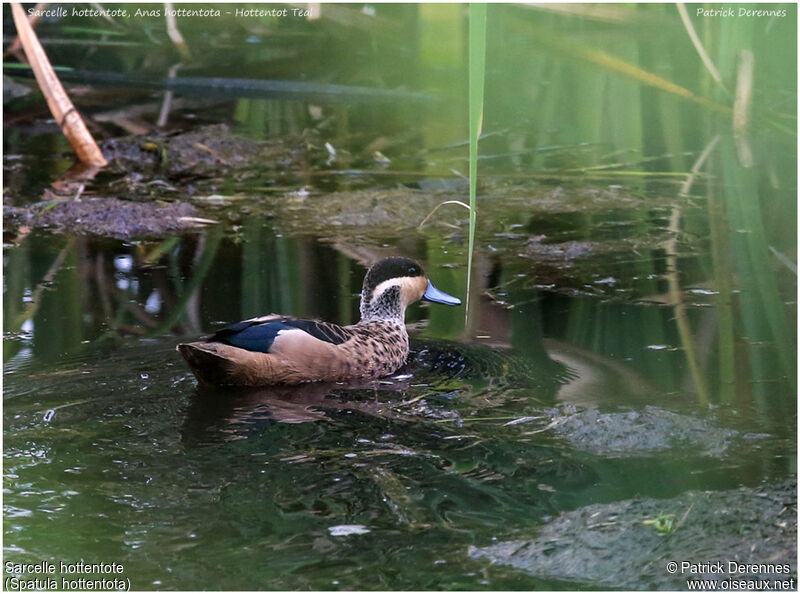 Blue-billed Tealadult, identification