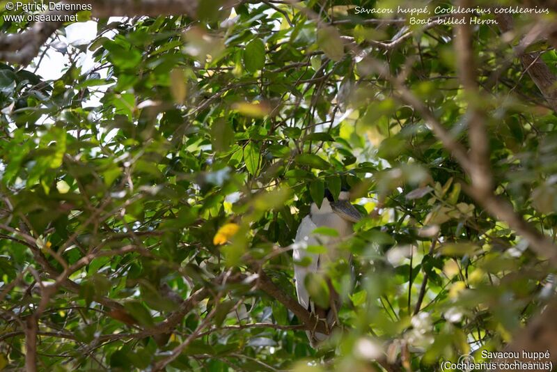 Savacou huppéadulte, identification, habitat