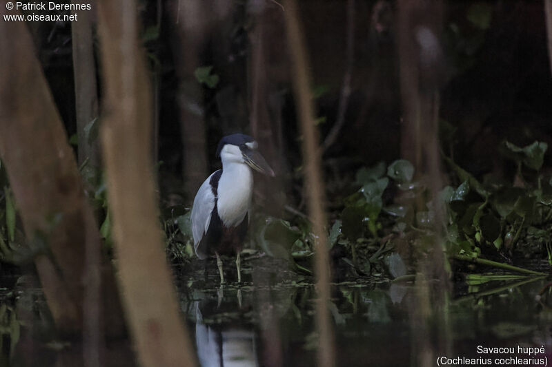 Boat-billed Heronadult, identification, habitat