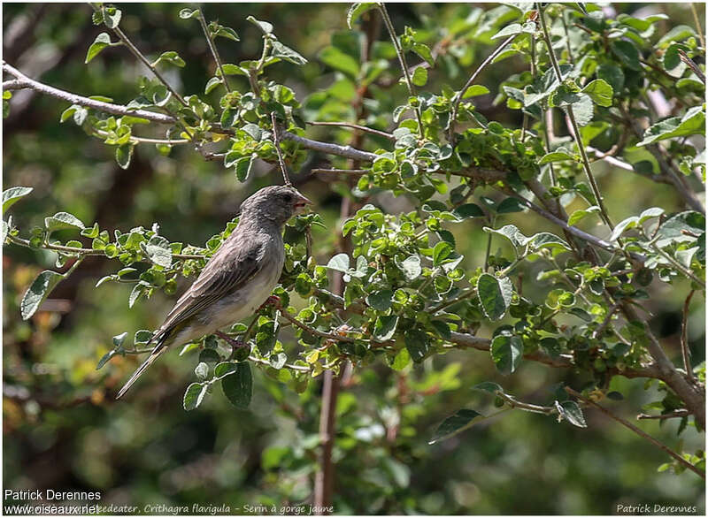 Yellow-throated Seedeateradult, identification