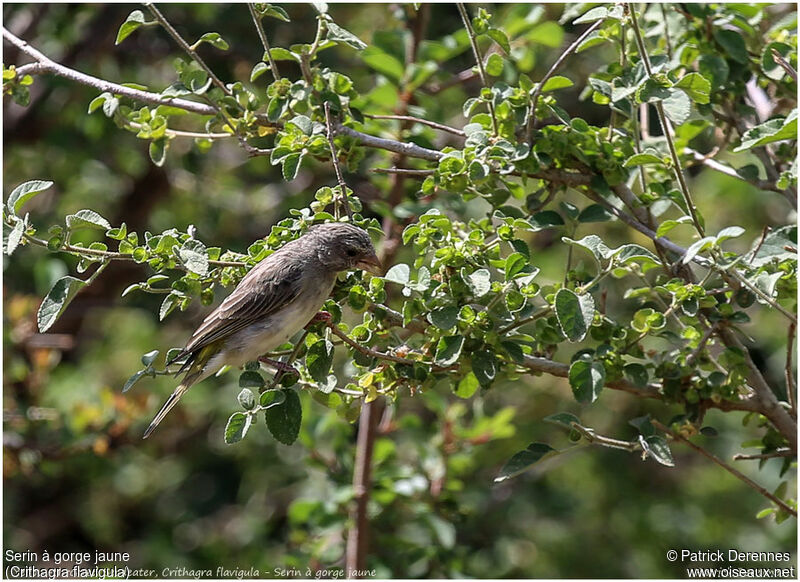 Yellow-throated Seedeateradult, identification