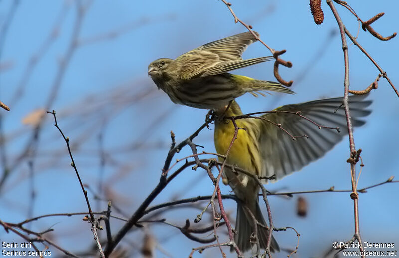 European Serin , identification, feeding habits, Behaviour