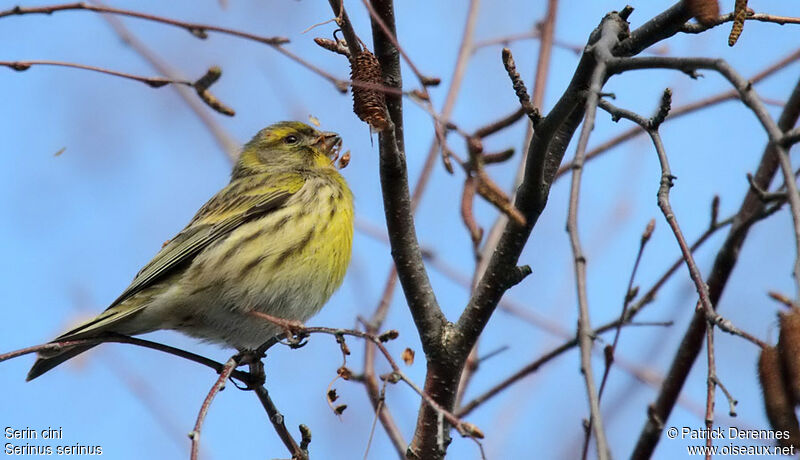 European Serin male, identification, feeding habits