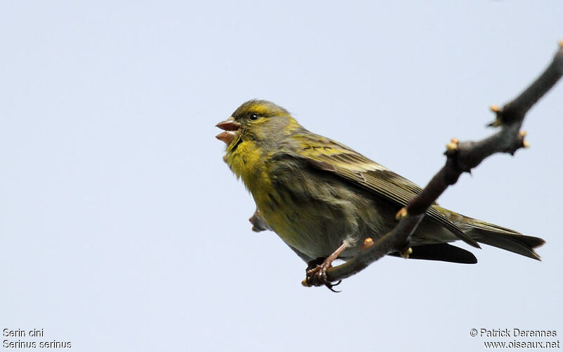 Serin cini mâle, identification, chant