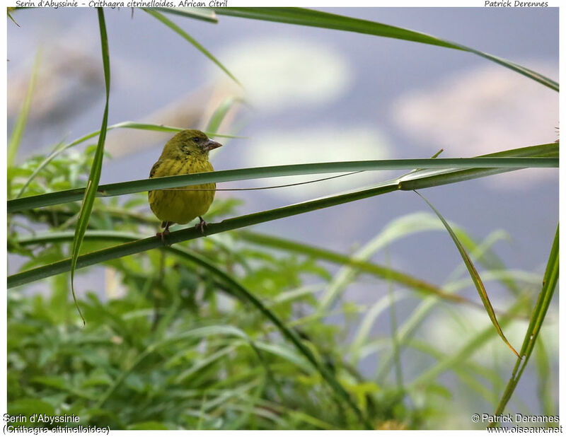 Serin d'Abyssinie, identification