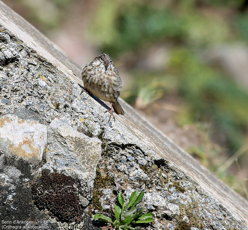 Ankober Serinadult