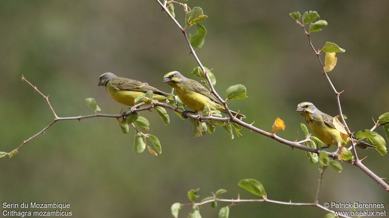 Serin du Mozambiqueadulte