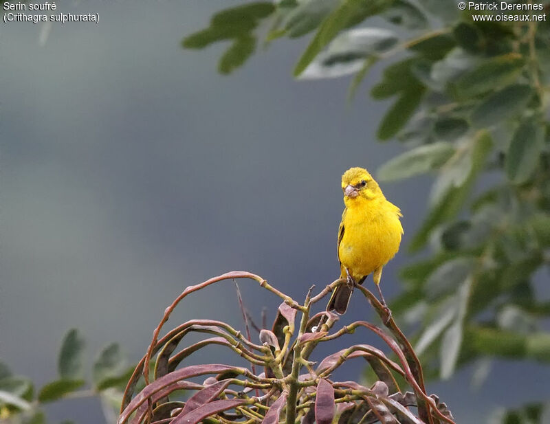 Serin soufré