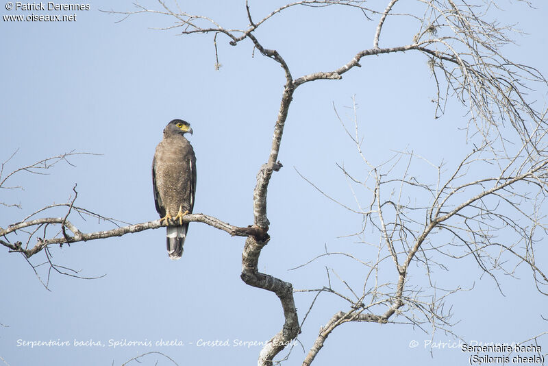 Crested Serpent Eagle, identification, habitat