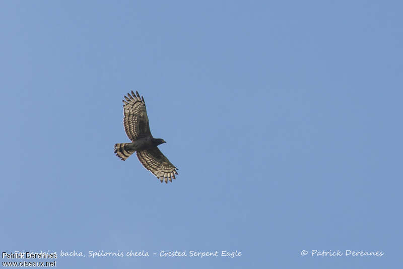 Crested Serpent Eaglejuvenile, Flight