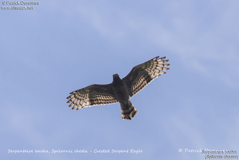 Crested Serpent Eagle