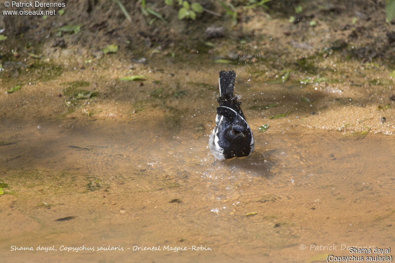 Oriental Magpie-Robin, identification, care