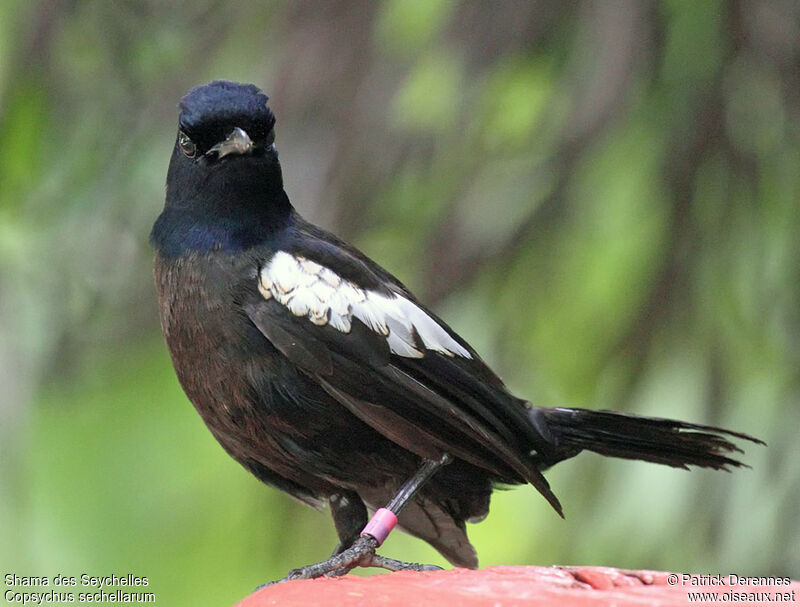 Shama des Seychellesimmature, identification