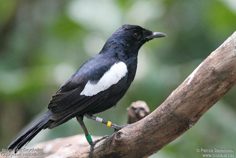 Seychelles Magpie-Robinadult