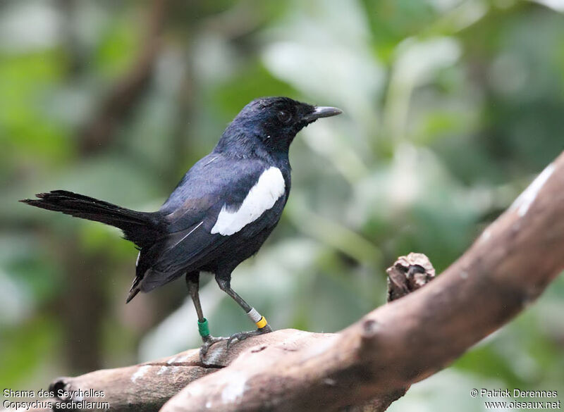 Seychelles Magpie-Robinadult, identification