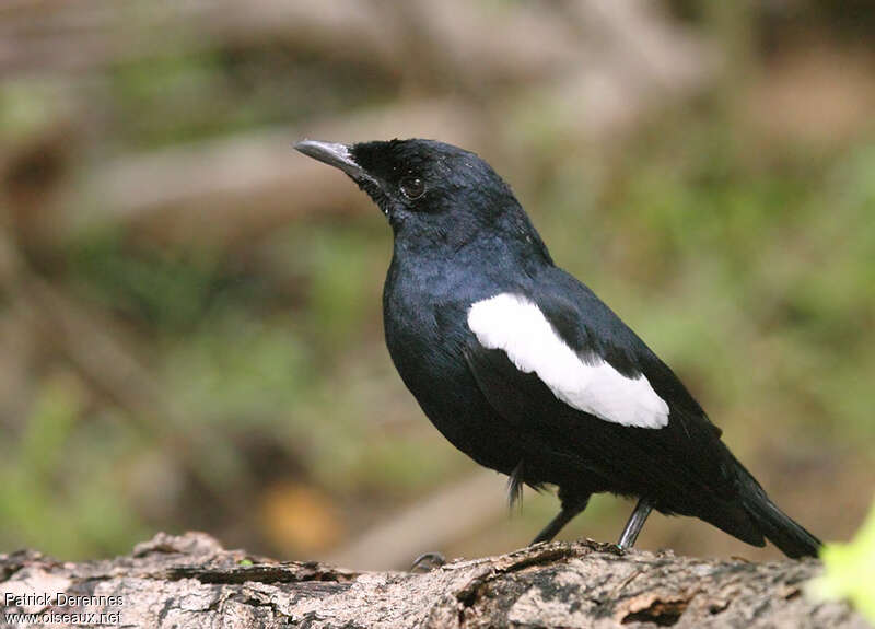 Shama des Seychellesadulte, identification