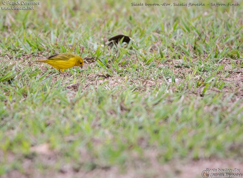 Sicale bouton-d'or mâle, identification, habitat