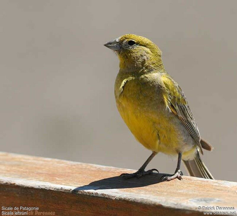 Patagonian Yellow Finch male adult, identification