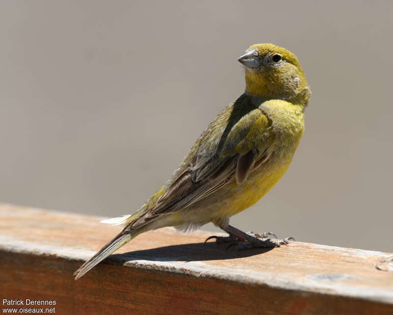 Patagonian Yellow Finch male adult, identification