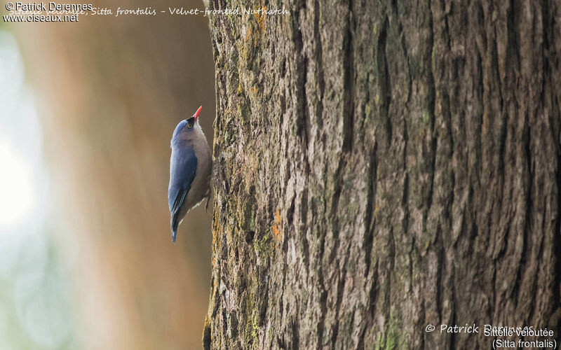 Sittelle veloutée, identification, habitat