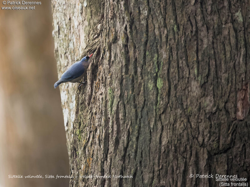 Sittelle veloutée, identification, habitat