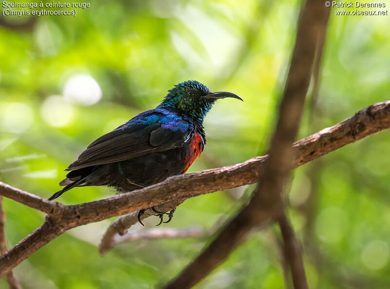 Red-chested Sunbird male adult breeding, identification