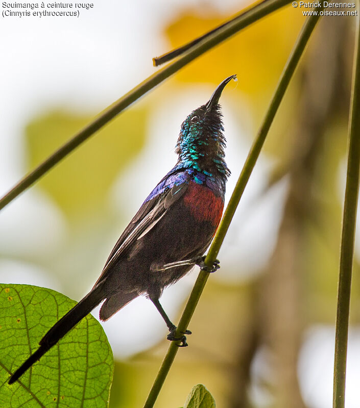 Red-chested Sunbird male adult breeding