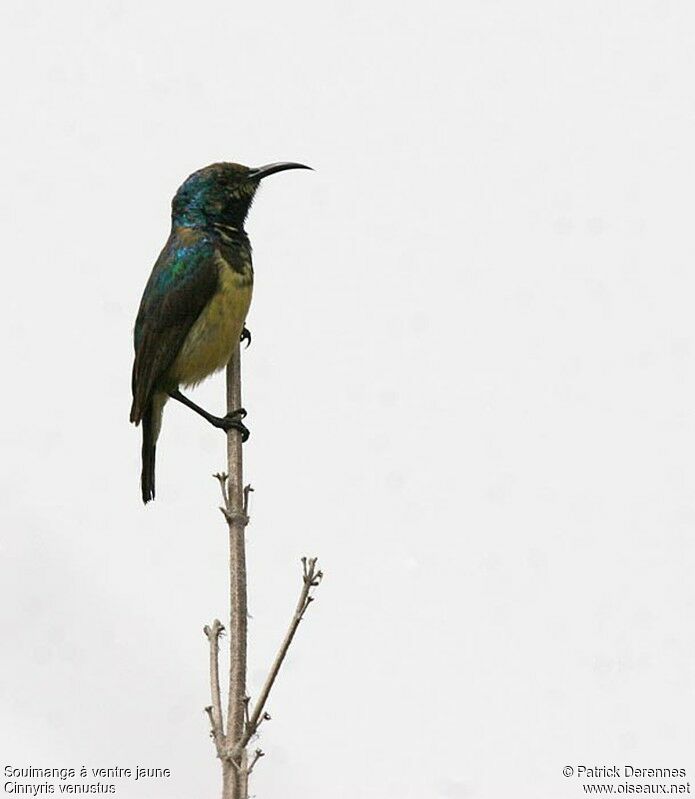 Variable Sunbird