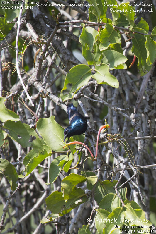 Souimanga asiatique mâle, identification, habitat, régime