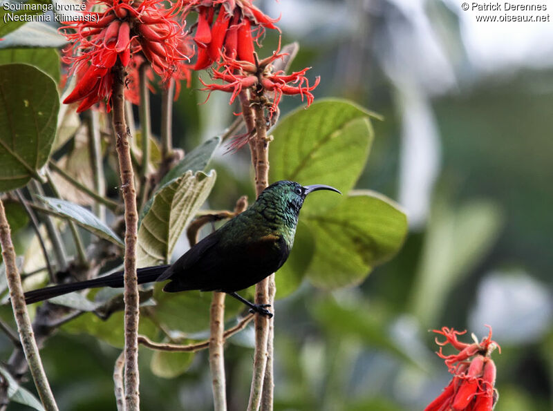 Bronzy Sunbird