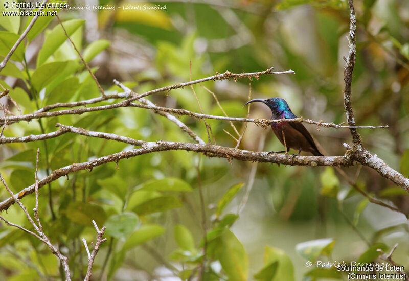 Loten's Sunbird male, identification, habitat