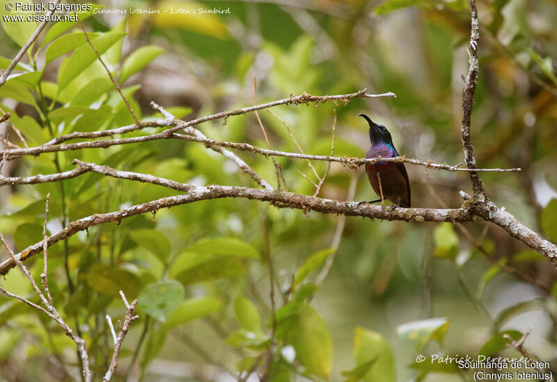 Souimanga de Loten mâle, identification, habitat