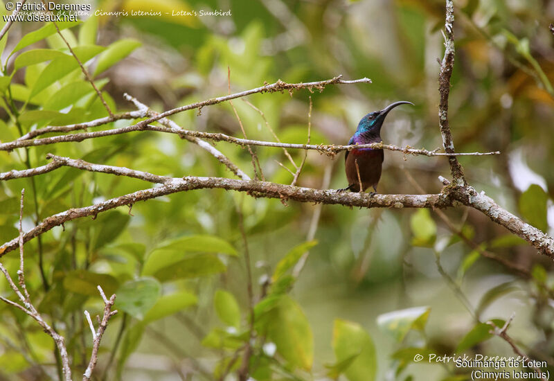 Souimanga de Loten mâle, identification, habitat