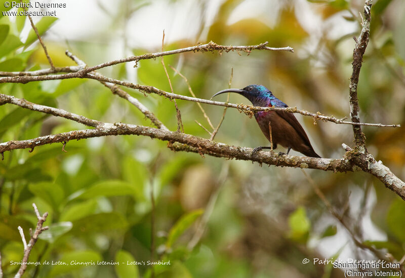 Loten's Sunbird male, identification, habitat