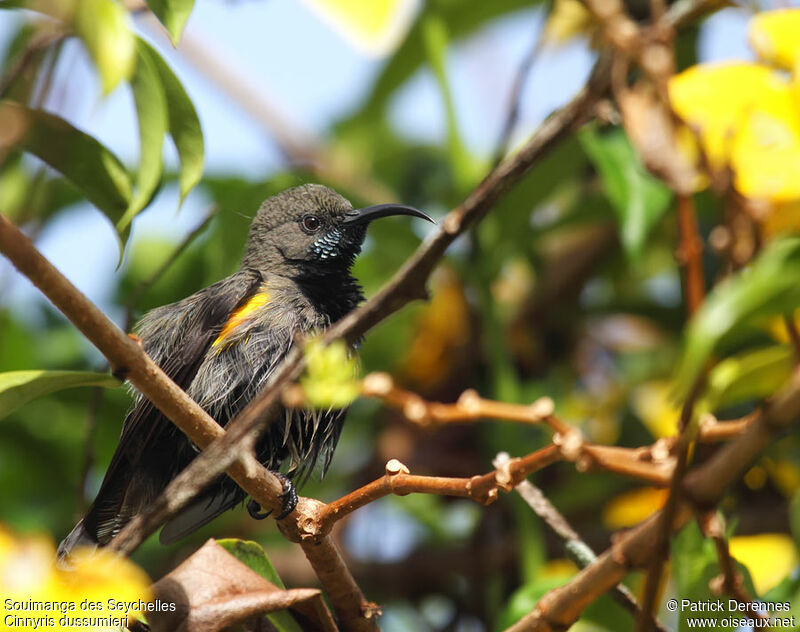 Seychelles Sunbird male adult breeding, identification