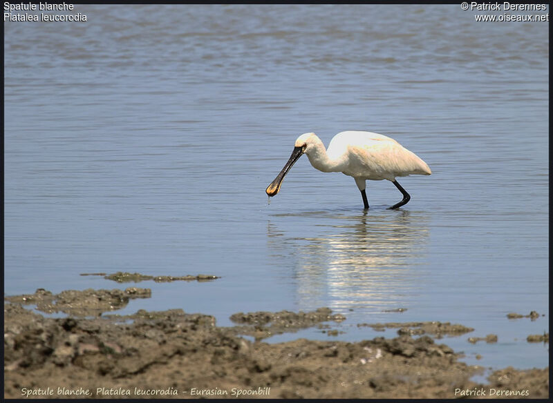 Eurasian Spoonbill, identification, feeding habits, Behaviour