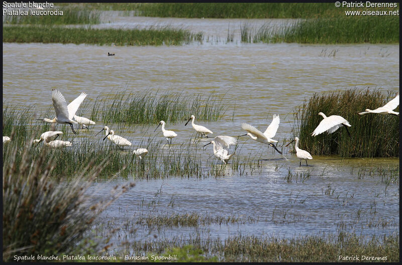 Eurasian Spoonbill, identification, Flight, Behaviour