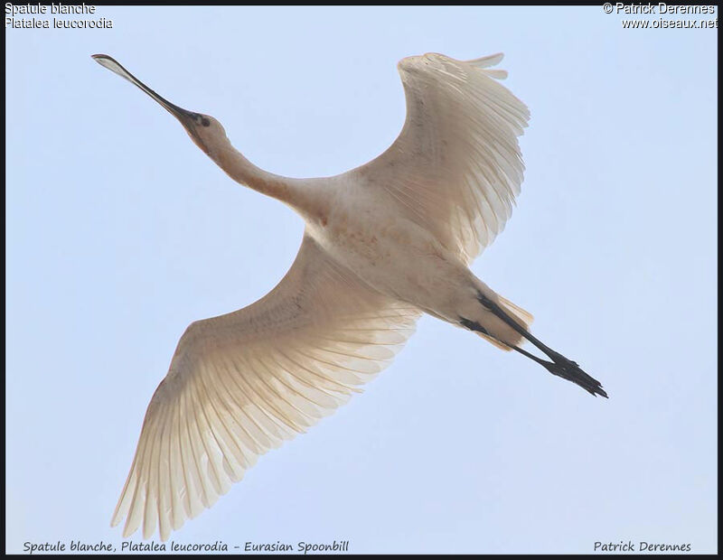 Eurasian Spoonbill, Flight