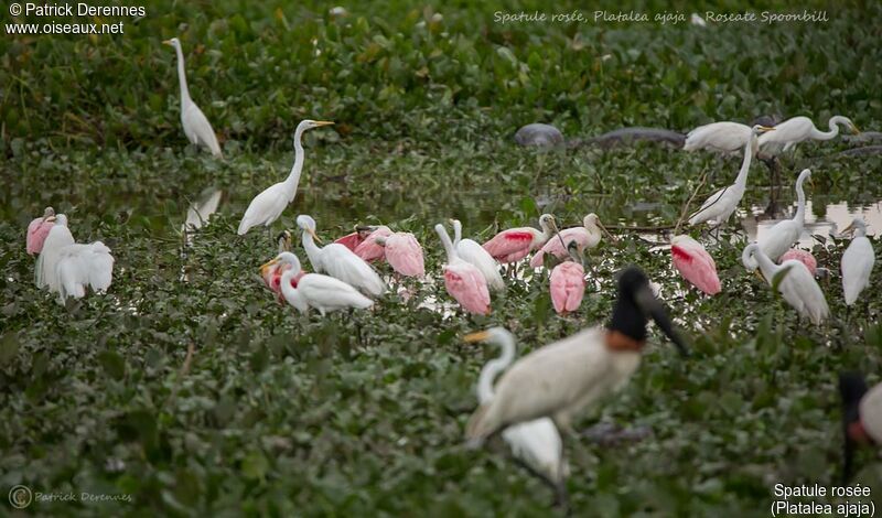 Roseate Spoonbill, habitat