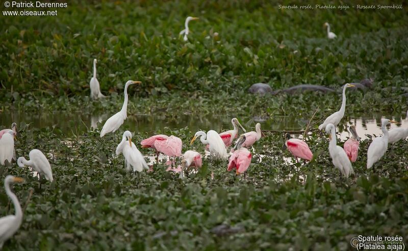 Roseate Spoonbill, habitat