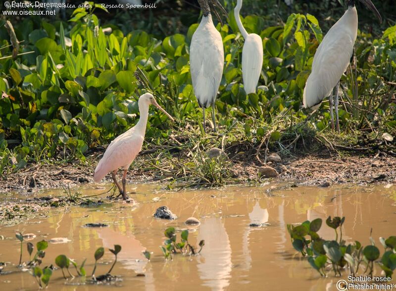 Roseate Spoonbillimmature, identification, habitat