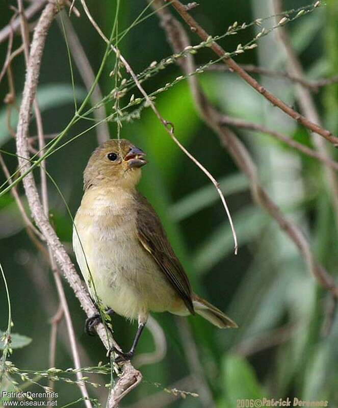 Double-collared Seedeater female adult, close-up portrait, eats