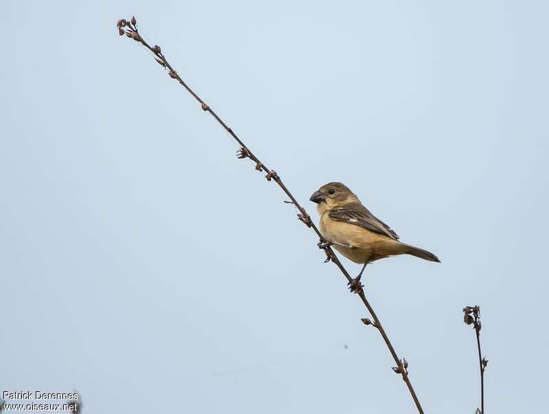 Rusty-collared Seedeater female adult, identification