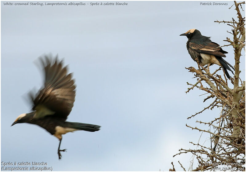 White-crowned Starling , identification, Flight, Reproduction-nesting