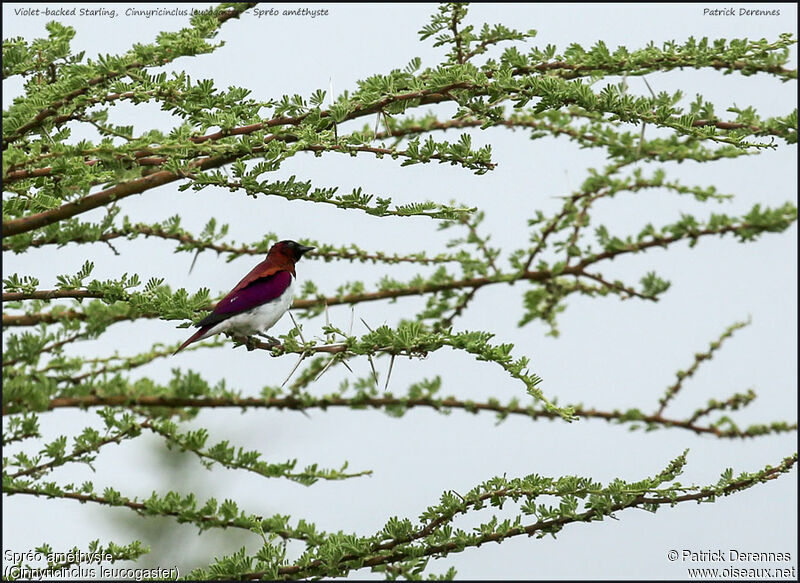 Violet-backed Starlingadult, identification