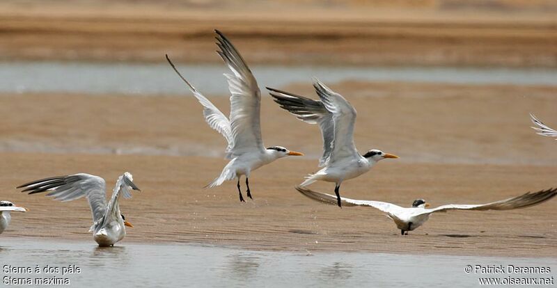 West African Crested Tern