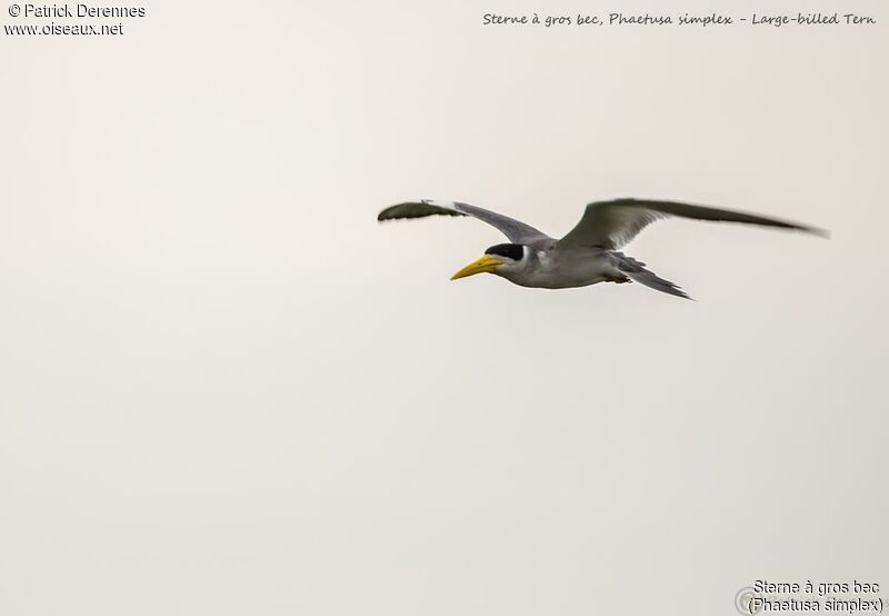 Large-billed Tern, Flight